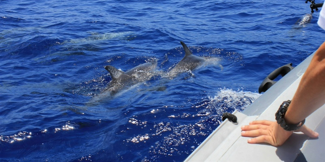 Two dolphins dorsal fins surfacing from dark blue water as they swim alongside a boat.