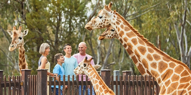 family viewing giraffes at taronga western plains zoo dubbo NSW