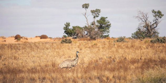  An emu in tall, yellow grass dotted with gumtrees and sand.