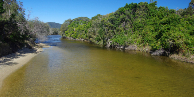 An estuary river with green water lined with mangrove trees, in the distance are rolling treed hills under blue sky. 