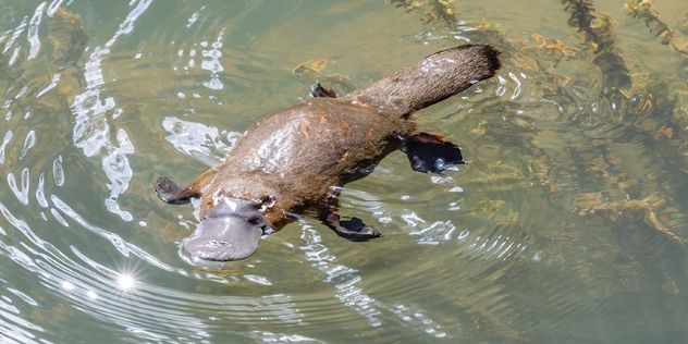 close up of platypus swimming in clear river water