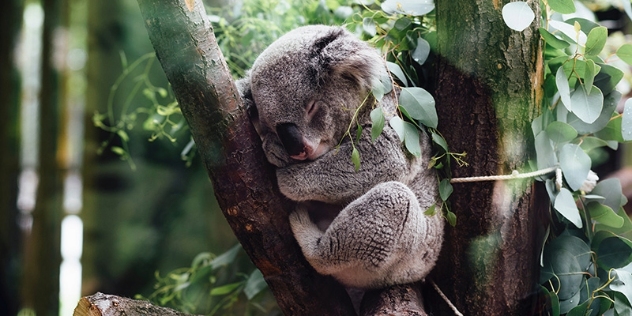 cute koala sleeps with its head resting on its front legs nestled into the branch of a tree