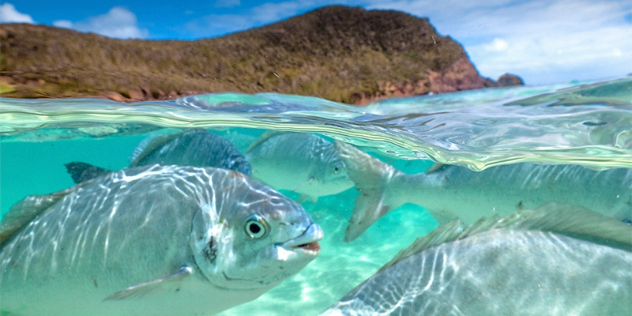 Fish at the water's surface near the shore of a green-topped island framed by blue sky.