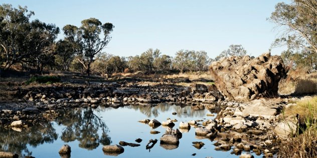 A shallow pond in the bush on a clear day, surrounded by stones, scrub and gumtrees.