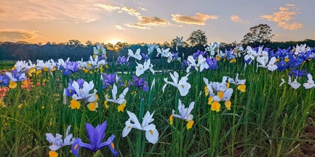 A patch of purple, white and yellow daffodil flowers in the foreground, as the sun sets behind trees in the distance.