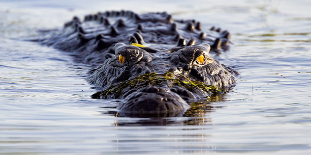 Crocodile in Kakadu
