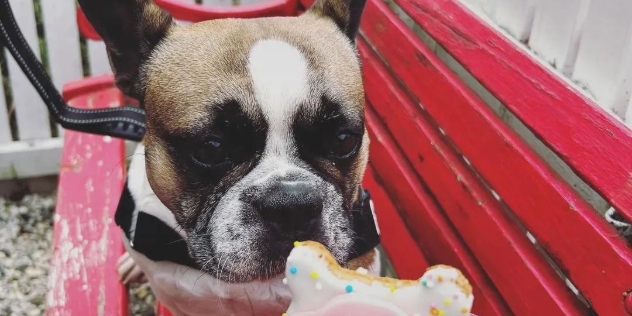 french bulldog looking at a dog biscuit decorated with happy birthday message