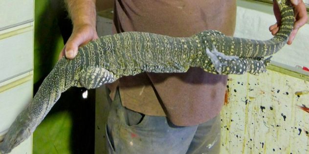  A man's hands holding a long, green striped and lightly spotted lizard with bits of frost near its legs and tail.