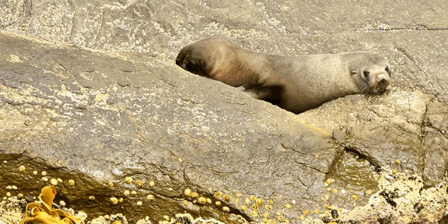 A brown fur seal suns itself on seaside rocks that are nearly the same brown colour as its pelt, small barnacles speckle the rocks in the foreground.