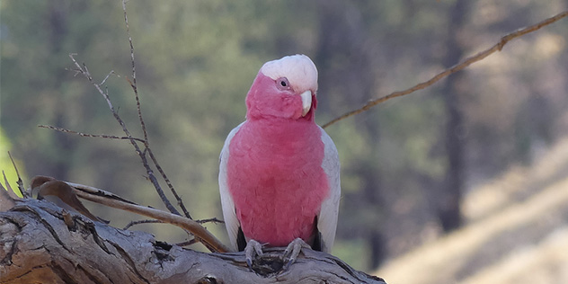 A galah on a branch