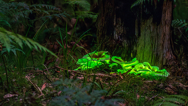 Ghost mushroom in a NSW National Park