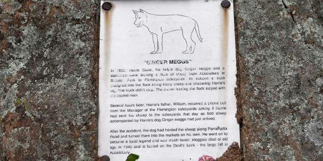 A plaque with a line drawing of a kelpie dog with the name Ginger Meggs and three short paragraphs of her story.