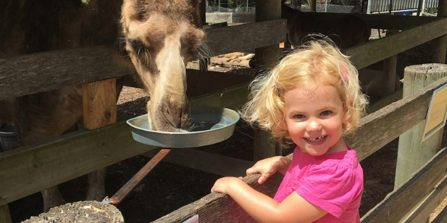  A blonde toddler smiling as she watches a camel eat from a dish attached to a wooden fence.