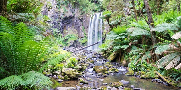 small waterfall viewed through ferns