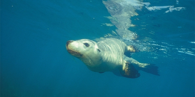 underwater image of sea lion swimming