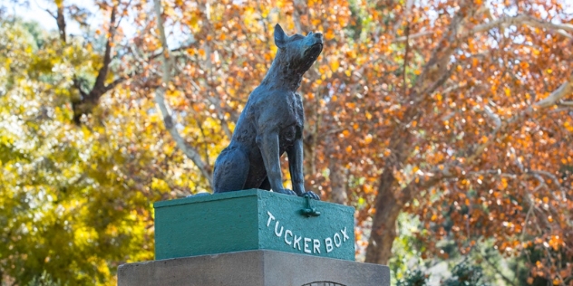 green box with Tuckerbox written in white on the front and a metal cast of an Australian cattle dog on top