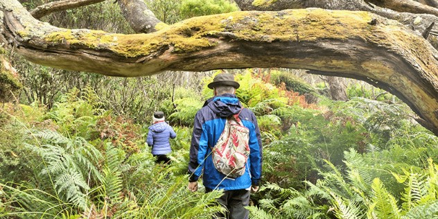 A man and woman walk along a lush tropical rainforest path, covered with ferns and trees, with a mossy branch in the foreground. 