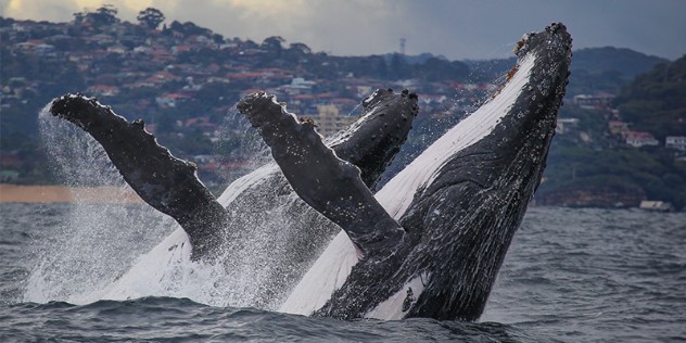 Two humpback whales side-by-side, simultaneously jumping out of the water, heads back and a flipper out, about to crash back under the surface. In the distance is a beach, leading up to a treed hill of houses and grey skies.