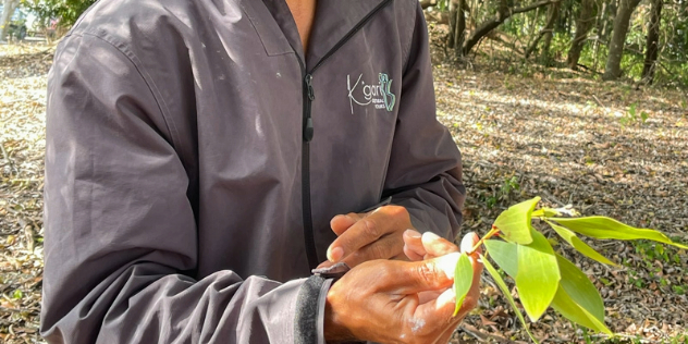  An indigenous man leading a tour on K'gari Island, holds out a branch with leaves.