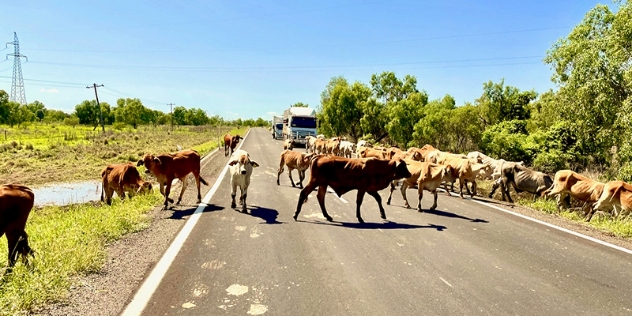 traffic stopped as cattle cross the road