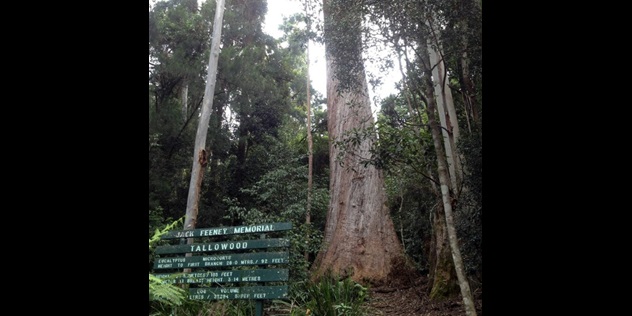  A tall tree in a forest, with a sign at its trunk, saying: Jack Feeney Memorial, Tallowood, Eucalyptus, Height to first branch, 28 metres or 92 feet.