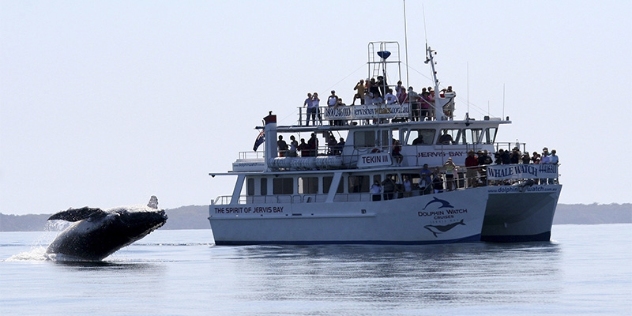 whale breaching next to the spirit of Jervis Bay whale watching tourist boat with passengers watching and taking photos