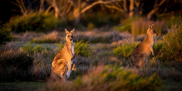 Two kangaroos sitting upright in the Tasmanian bush, one looking at the camera, one in profile. 