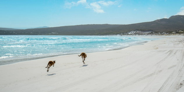 Two kangaroos hopping along a white sand beach in the sun with green hills rising in the background.