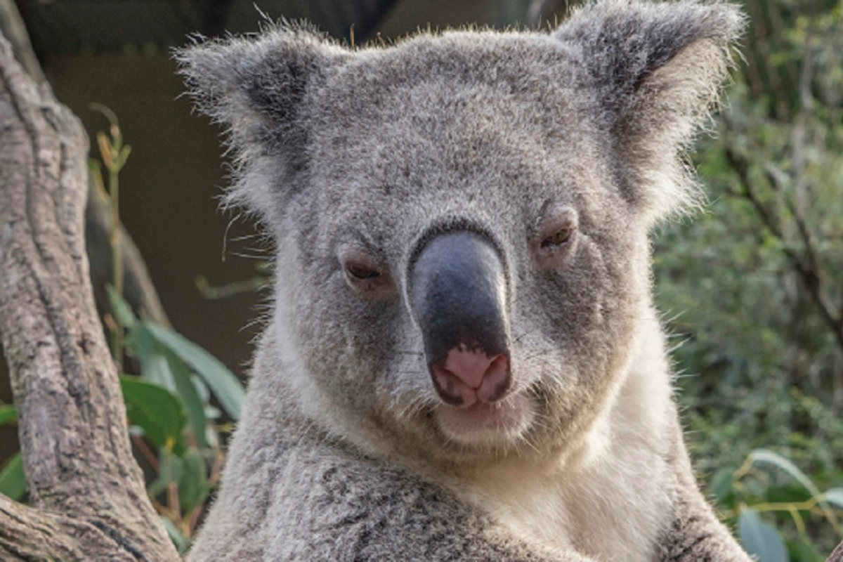 koala-at-shoalhaven-zoo-1200x800 Slide 3