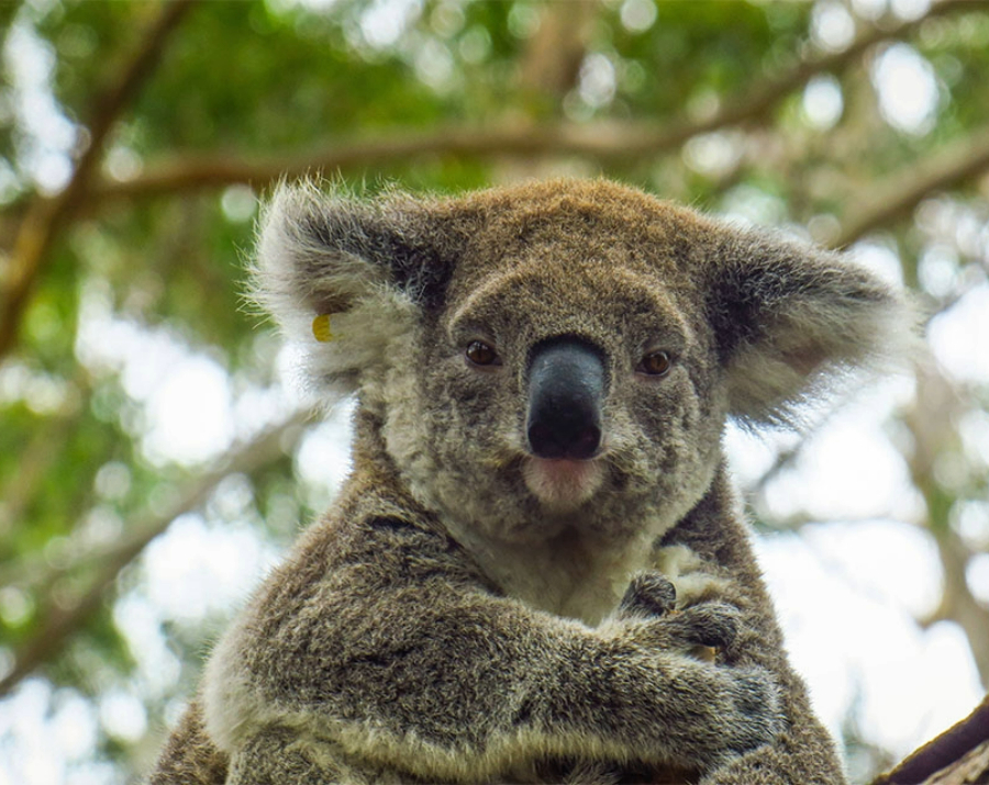 koala-in-tree-koala-hospital-nsw-900x715 Slide 1