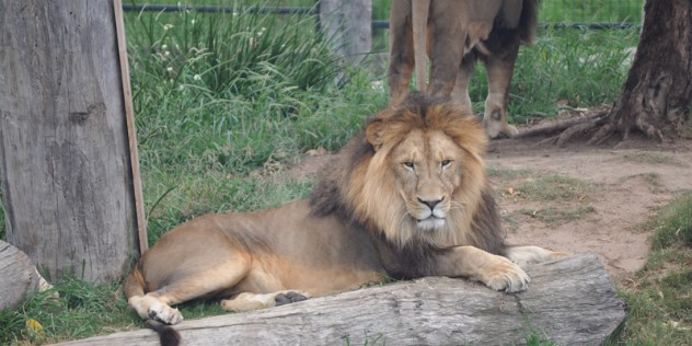  A lion with a thick mane lays on the grass with its legs resting on a log, looking at the camera. 