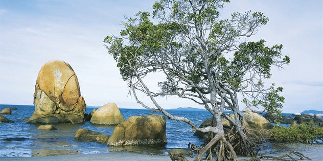 egg shaped boulder and mangrove tree on the shoreline of the beach