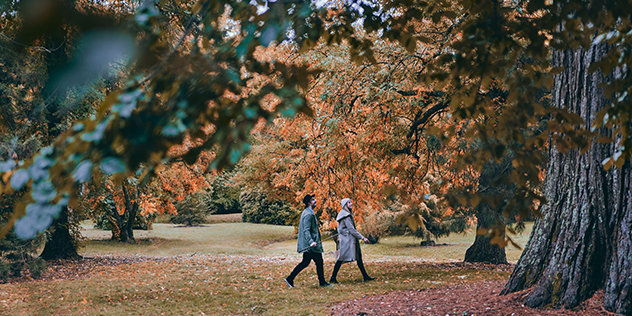 two people walking beneath autumn coloured  leaves