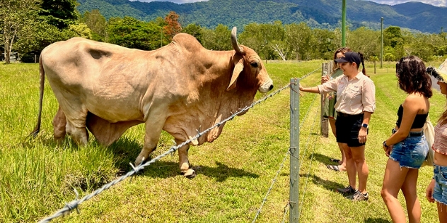 tour guide introduces visitors to large sand-coloured gentle brahman bull in a paddock