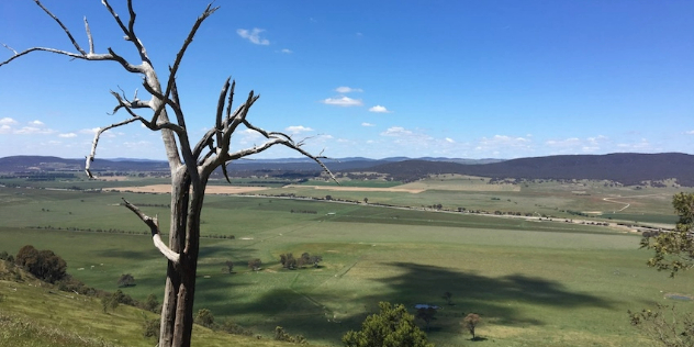  A leafless, twisted tree along a roadside hill, with paddocks and blue skies stretching out below. 