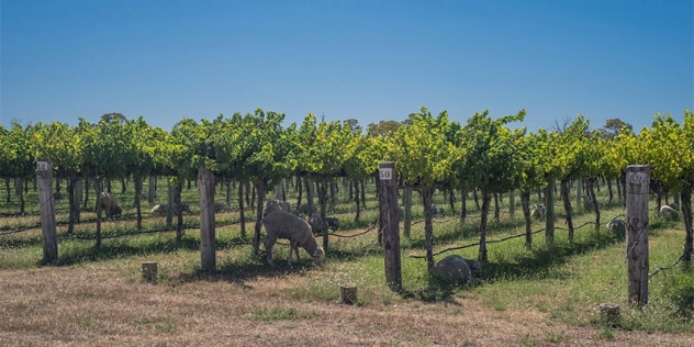 rows of vines with a dog sniffing in the long grass