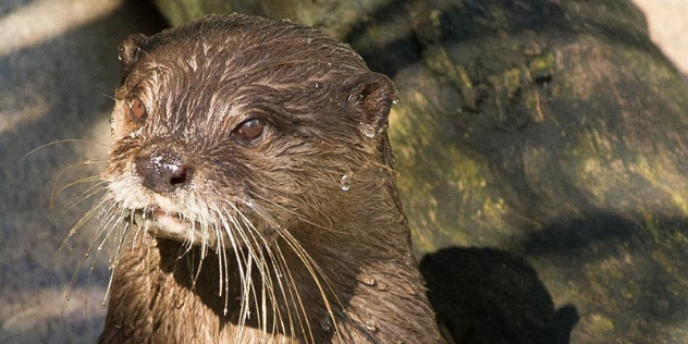 close up of head of asian small clawed otter