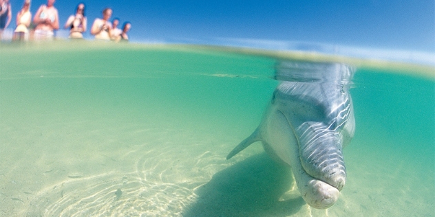 image half underwater showing a close up of a bottlenose dolphin with people above water in the periphery taking photos