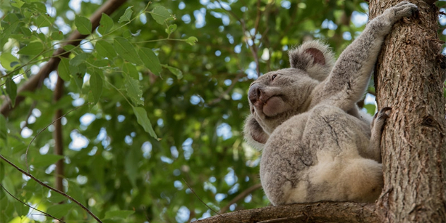 Koala hugging a tree viewed from below