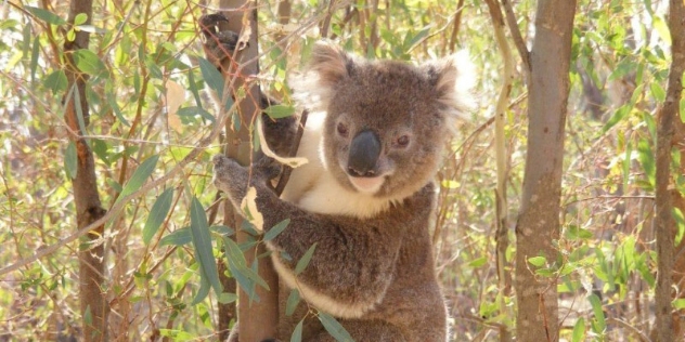 close up of climbing wild koala amongst gum trees