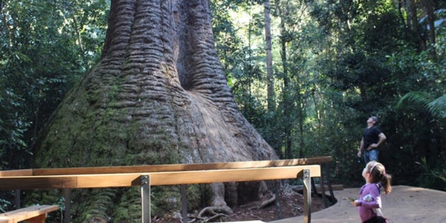 man and small girl look up at the wide base of a bloodwood tree protected by a barrier and surrounded by forest