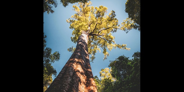  A view up the trunk of a tall, thick tree, to its sunlit green leaves, framed by other tree tops and blue sky.