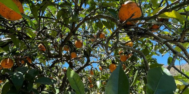 Oranges hanging on branches with green leaves and blue sky peeking through, as seen from below and up into the tree.