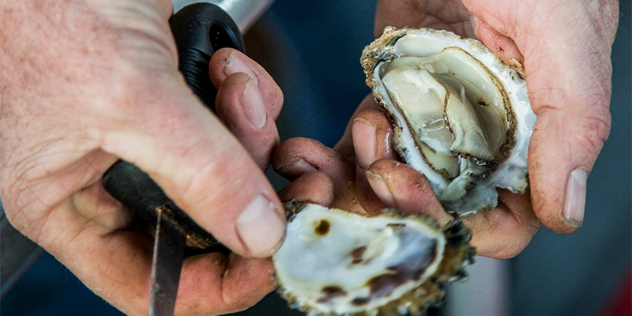  A hand holding a knife, and the other holding a freshly opened Sydney Rock Oyster. 