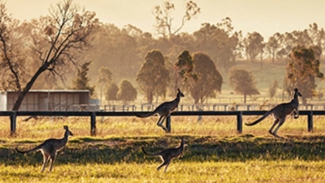 Kangaroos in a paddock brisbane QLD kangaroos in a paddock brisbane QLD