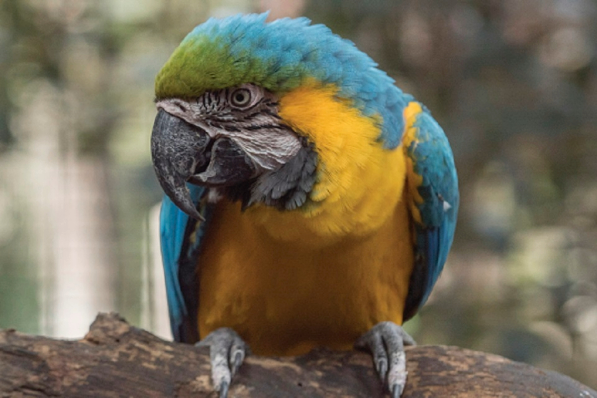 parrot-at-shoalhaven-zoo-1200x800 Slide 2