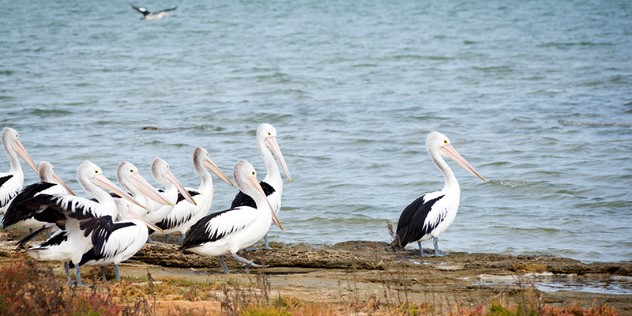 A small group of pelicans walks together along a grassy shore.