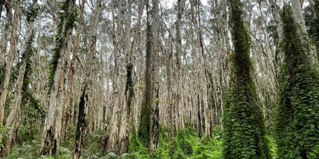  A forest of tall trees, with sparse leaves on their branches, and green, fern covered trunks. 