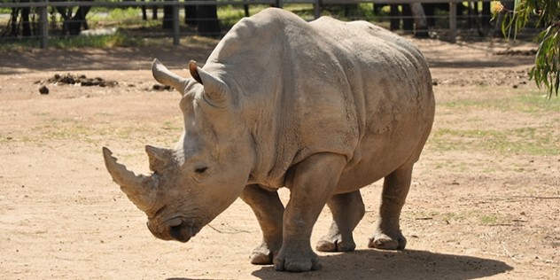 A large, grey rhinoceros stands with its head bowed in a paddock, surrounded by dirt and patches of grass on a sunny day.