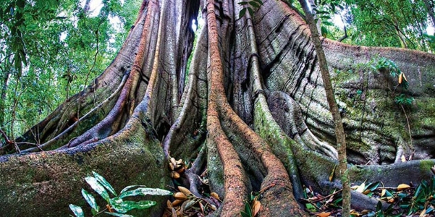 close up of wide buttress roots of a rainforest tree